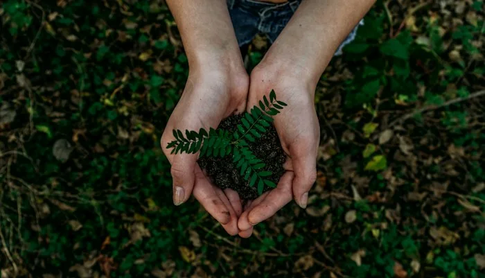Hands caring for a small plant in soil.