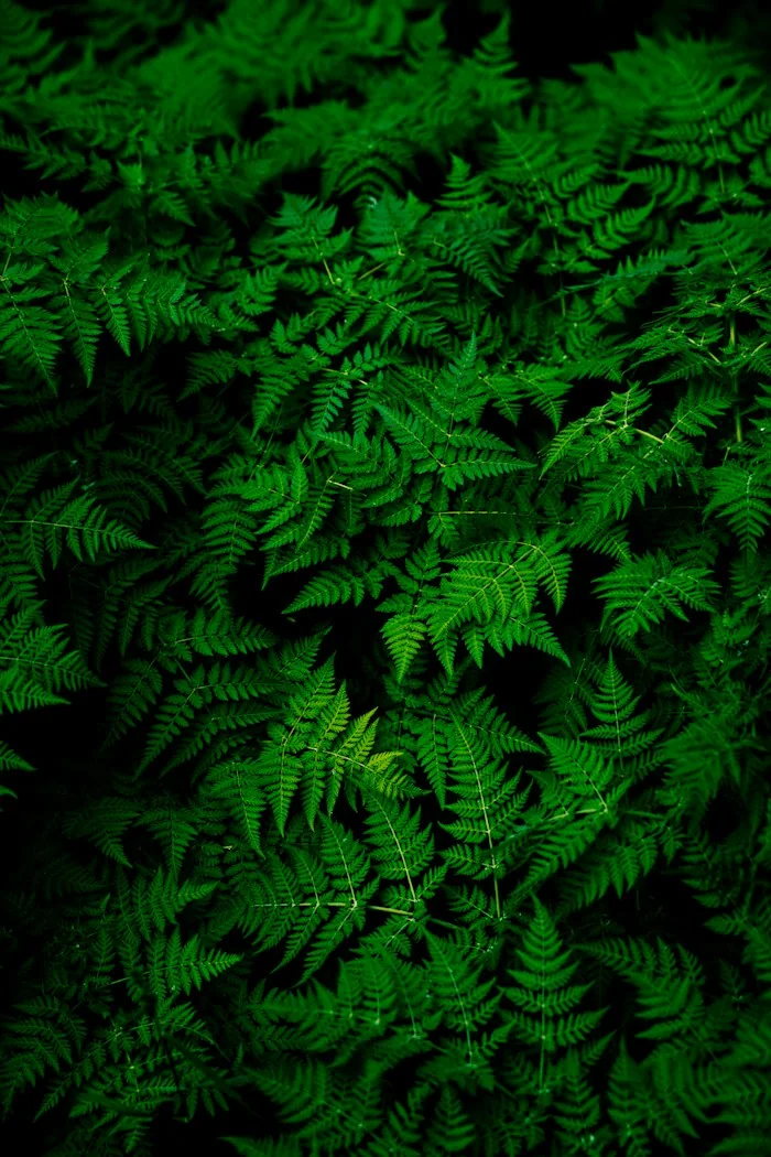 Overlapping green leaves, each part of a living system.